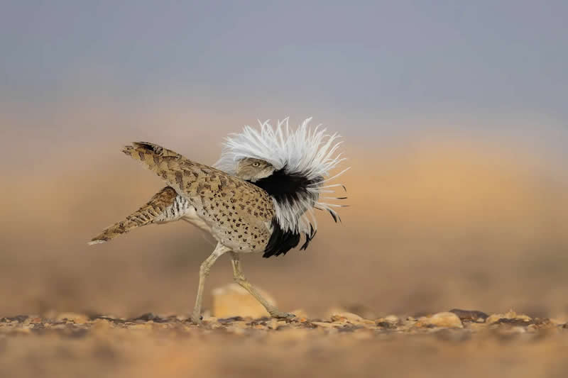 Swollen Chest by Chen Ein-dor - 2025 Bird Photographer of the Year Contest Winners