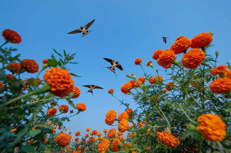 Through the Marigold by Baiju Patil - 2025 Bird Photographer of the Year Contest Winners