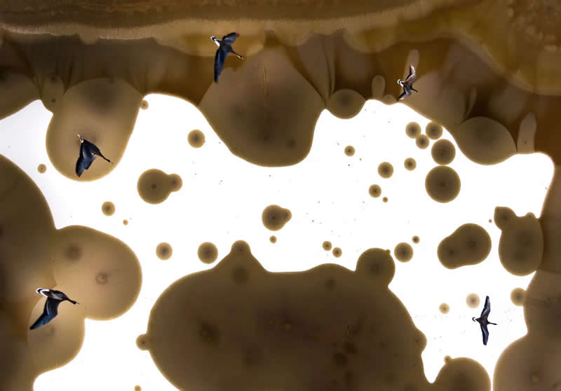 Overflight by Tibor Litauszki - 2025 Bird Photographer of the Year Contest Winners