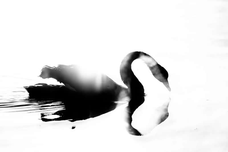 Black and White Swan by Raoul Slater - 2025 Bird Photographer of the Year Contest Winners