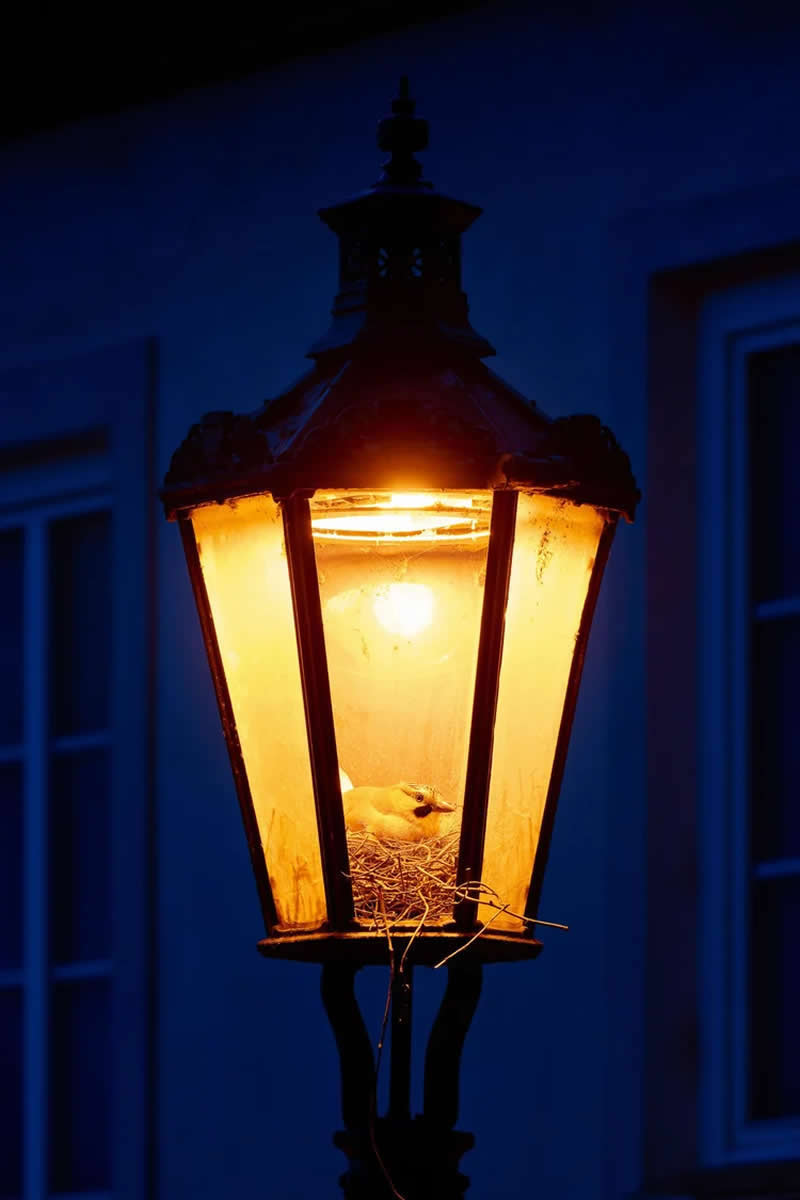 Urban Incubator by Tomas Grim - 2025 Bird Photographer of the Year Contest Winners