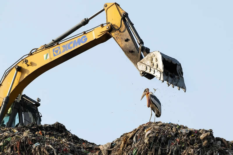 Vanishing Species by Hira Punjabi - 2025 Bird Photographer of the Year Contest Winners