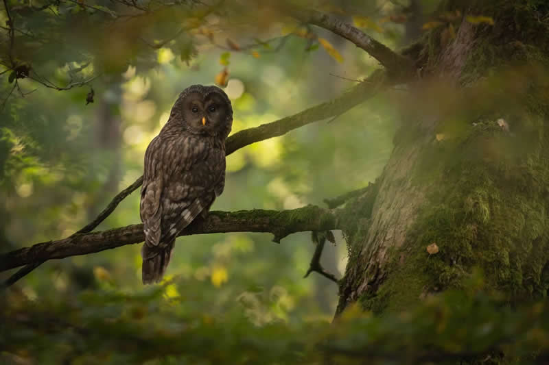 Forest Guardian by Tytus Marchewka - 2025 Bird Photographer of the Year Contest Winners