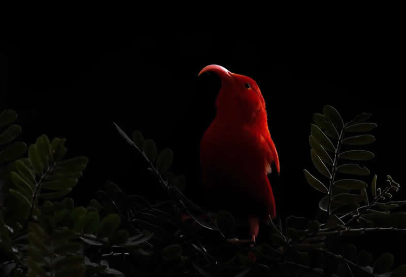 Jewel of the Forest by Harry Sedin - 2025 Bird Photographer of the Year Contest Winners