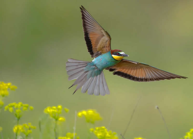 Graceful Flight Over Wild Bloom by Sasha Jumanca - 2025 Bird Photographer of the Year Contest Winners