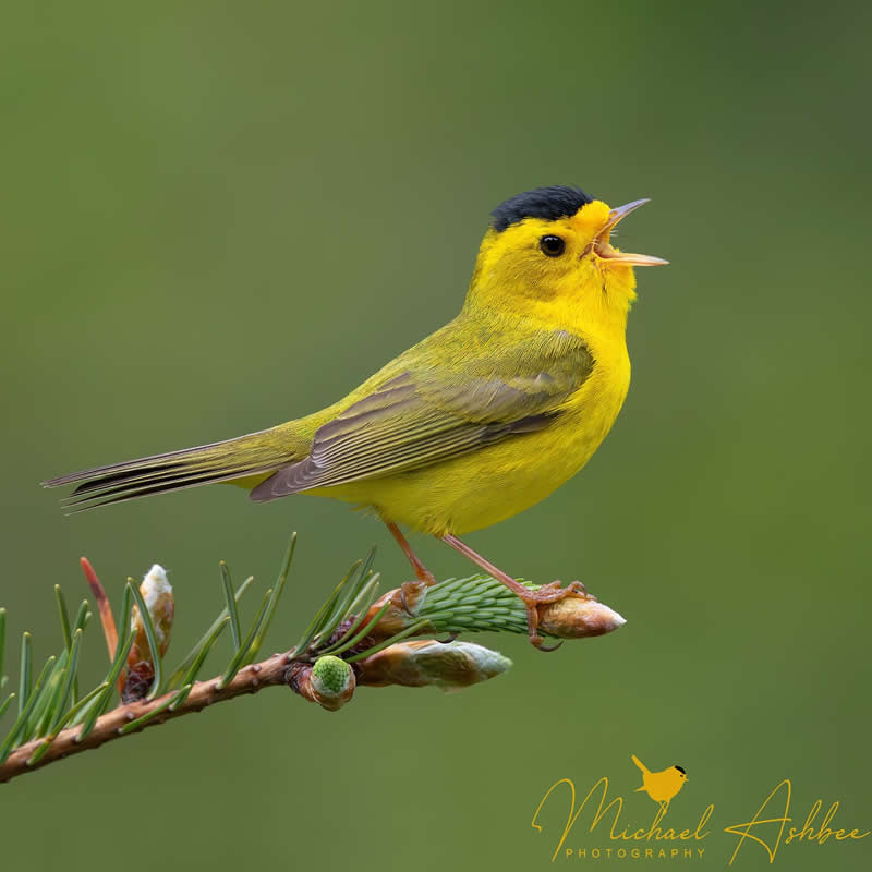 Bird Photography by Mike Ashbee
