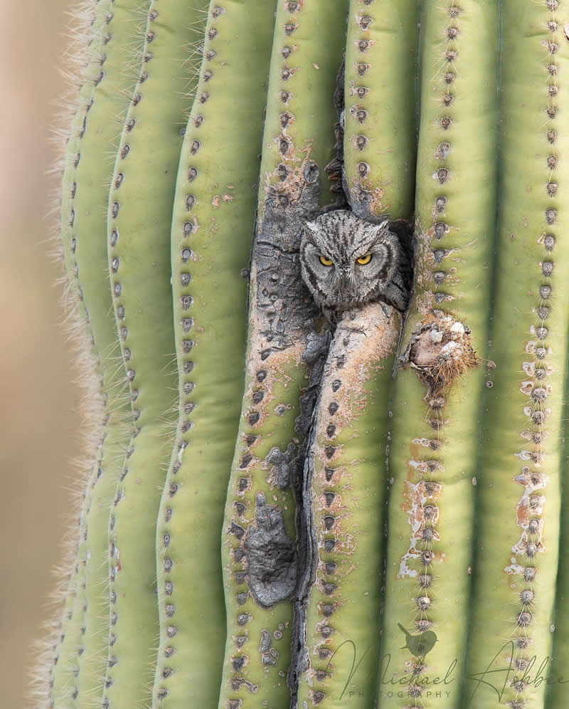 Bird Photography by Mike Ashbee