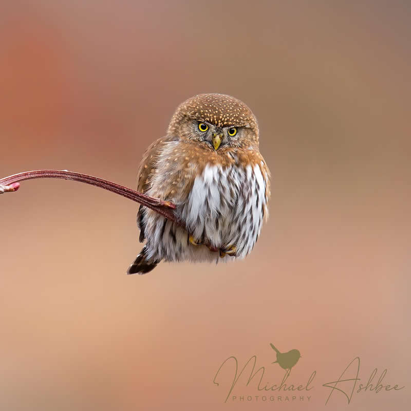 Bird Photography by Mike Ashbee