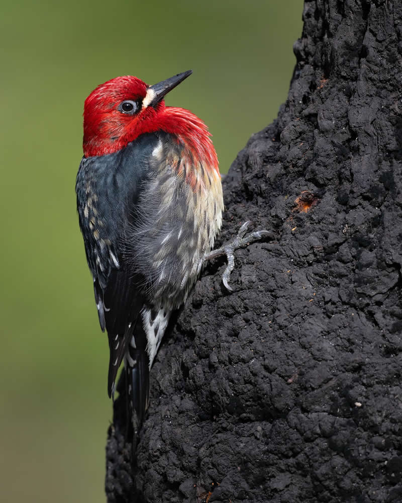 Bird Photography by Mike Ashbee