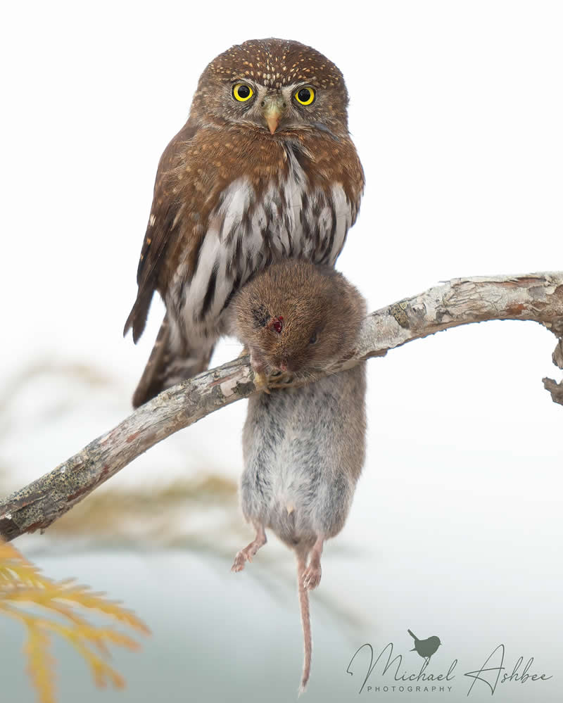 Bird Photography by Mike Ashbee