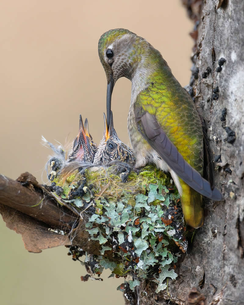 Bird Photography by Mike Ashbee