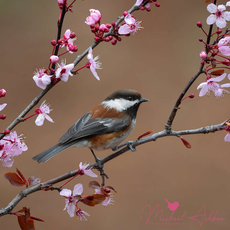 Bird Photography by Mike Ashbee