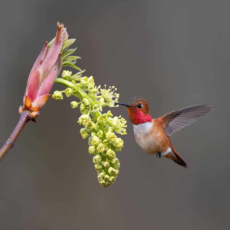 Bird Photography by Mike Ashbee