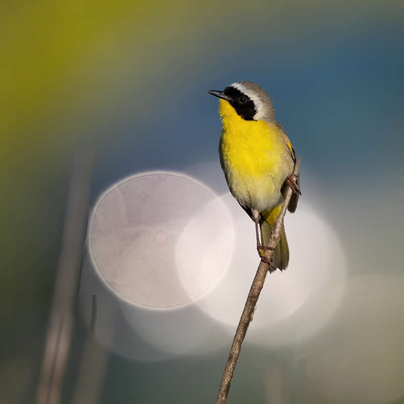 Bird Photography by Mike Ashbee