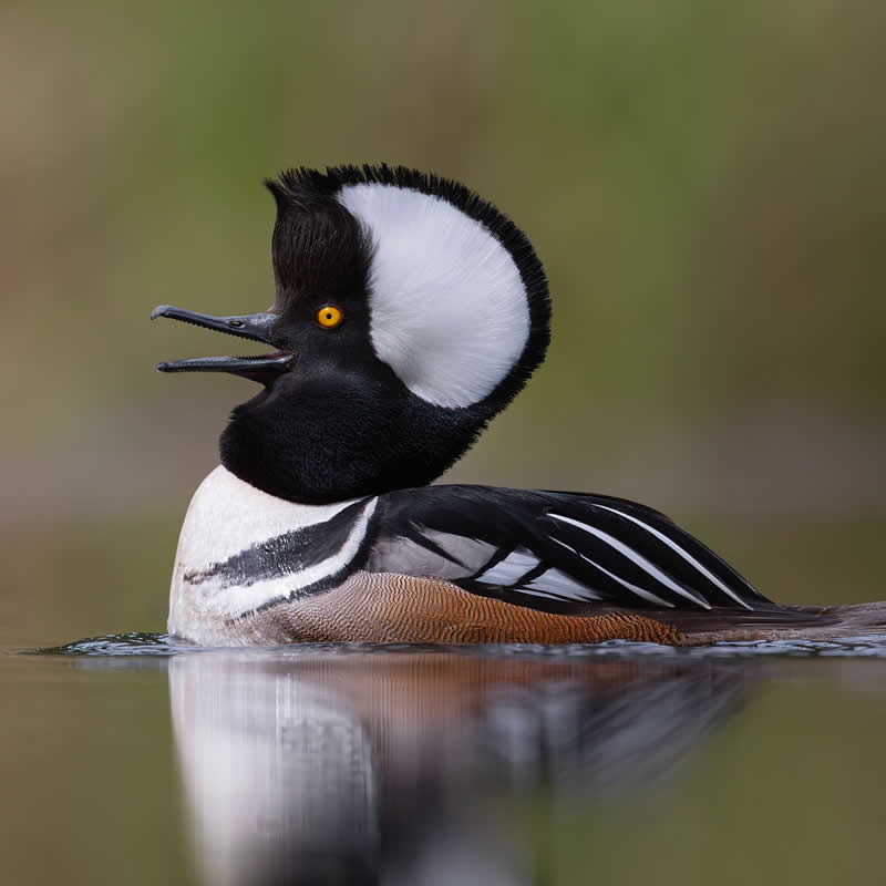 Bird Photography by Mike Ashbee