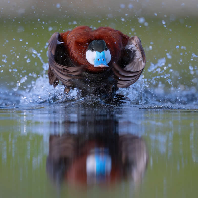 Bird Photography by Mike Ashbee
