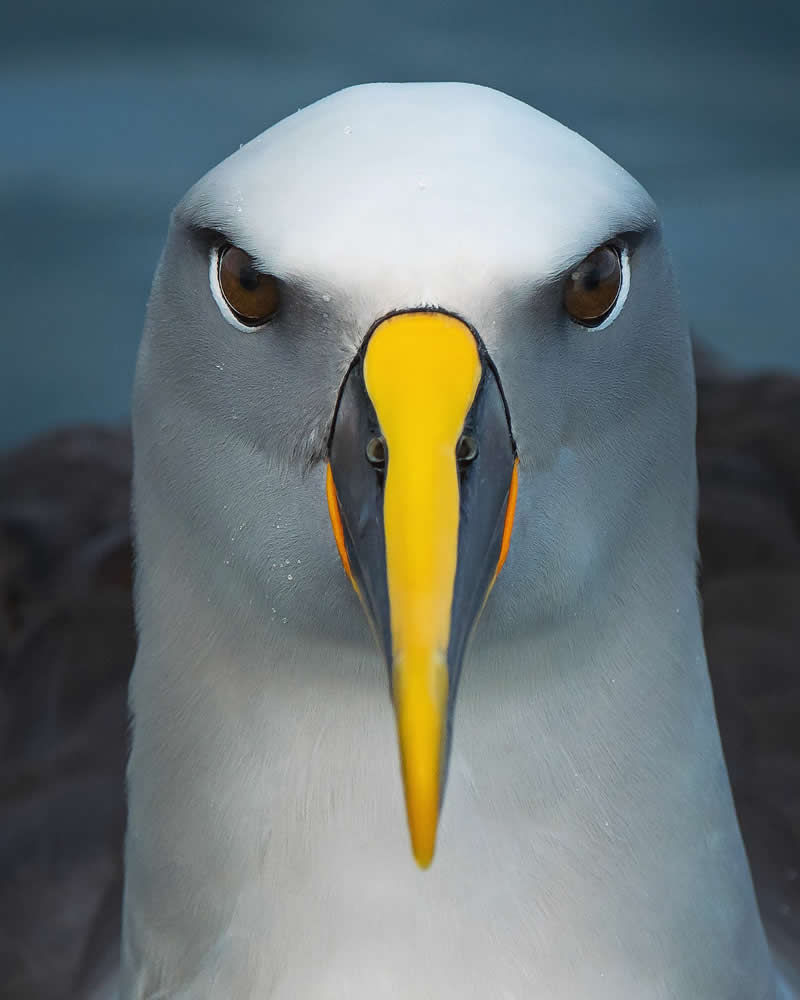 Bird Photography by Mike Ashbee