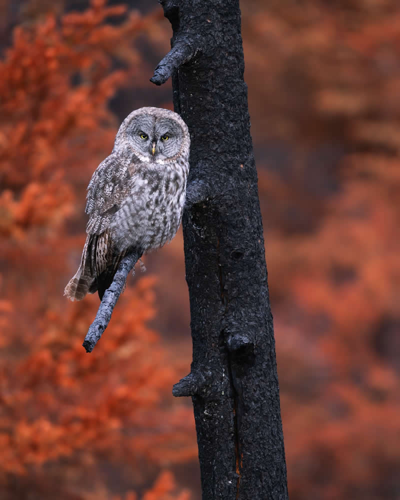 Bird Photography by Mike Ashbee