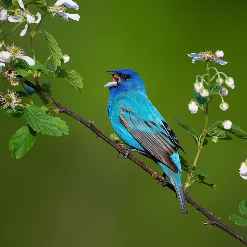 Bird Photography by Mike Ashbee