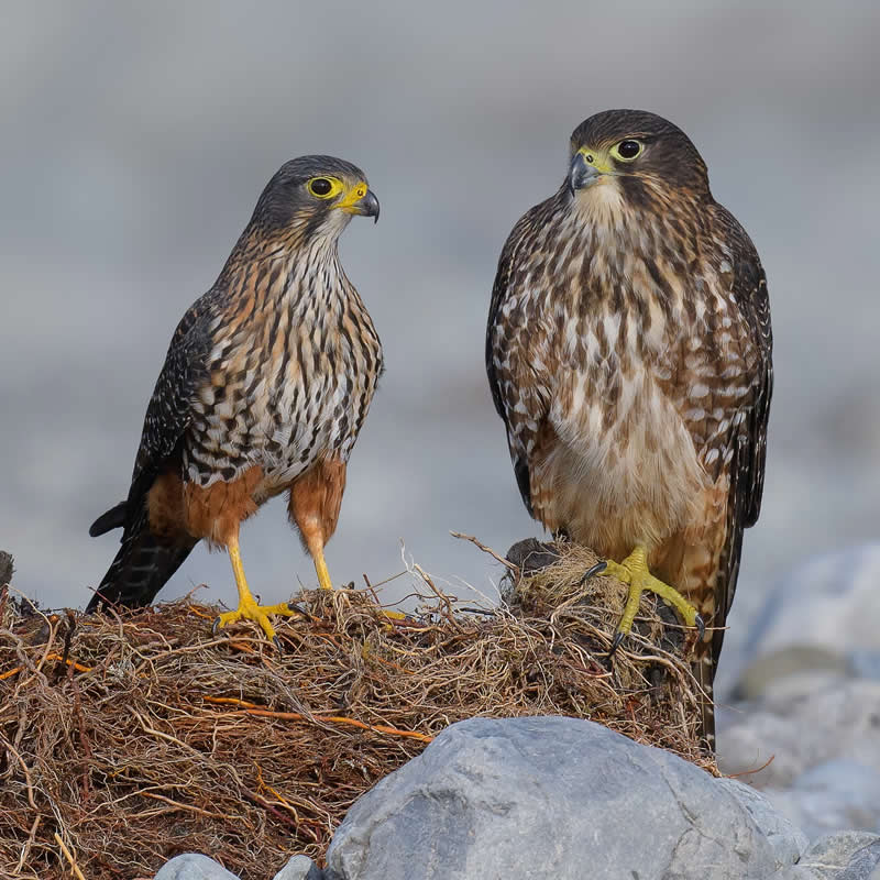 Bird Photography by Mike Ashbee