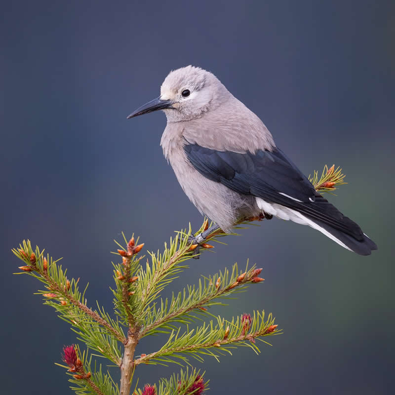 Bird Photography by Mike Ashbee