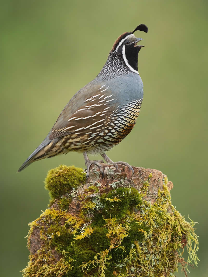Bird Photography by Mike Ashbee