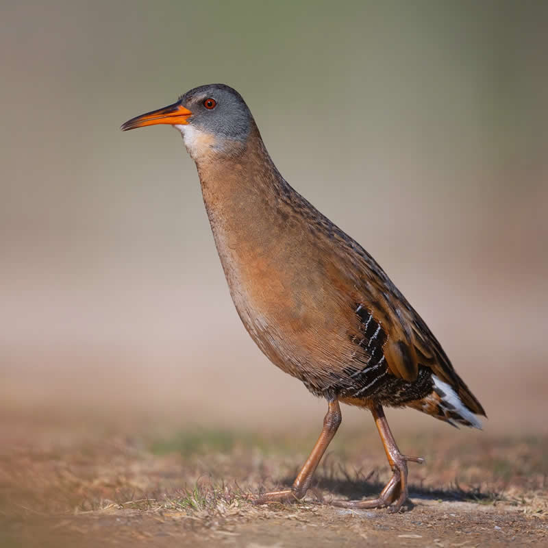 Bird Photography by Mike Ashbee