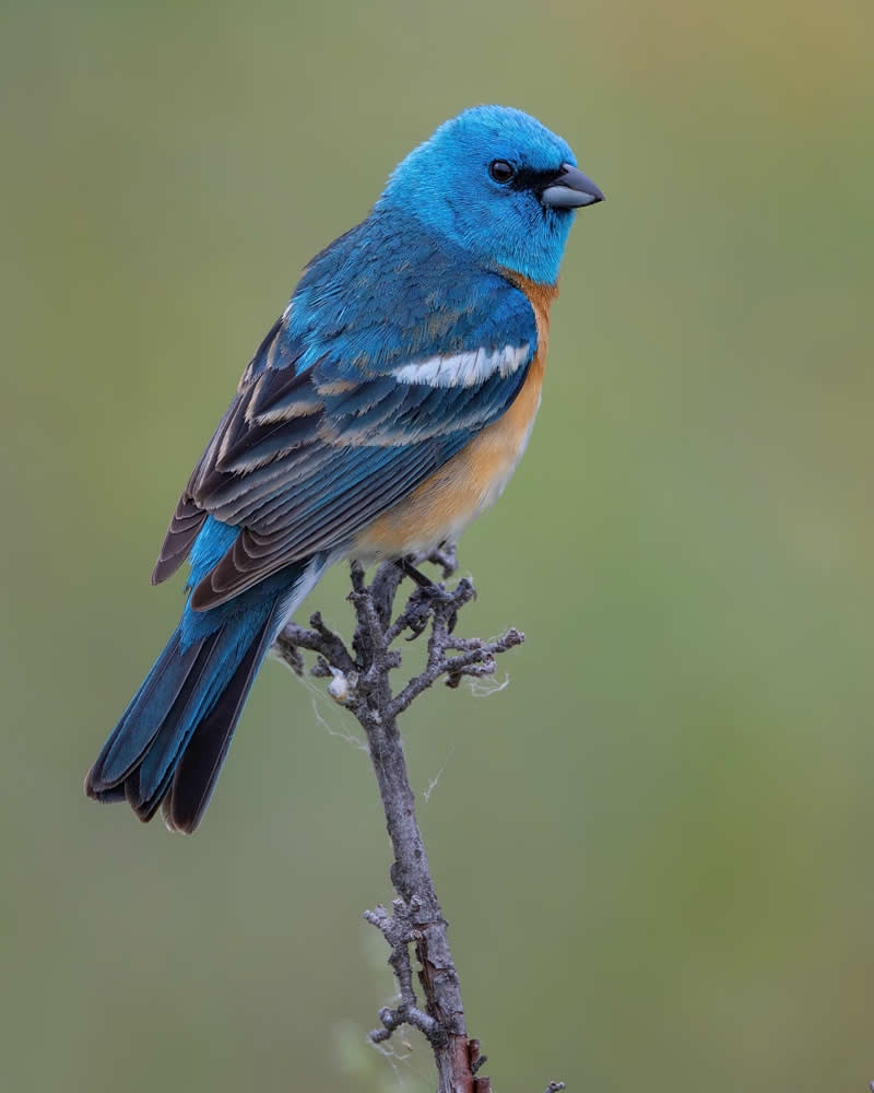 Bird Photography by Mike Ashbee