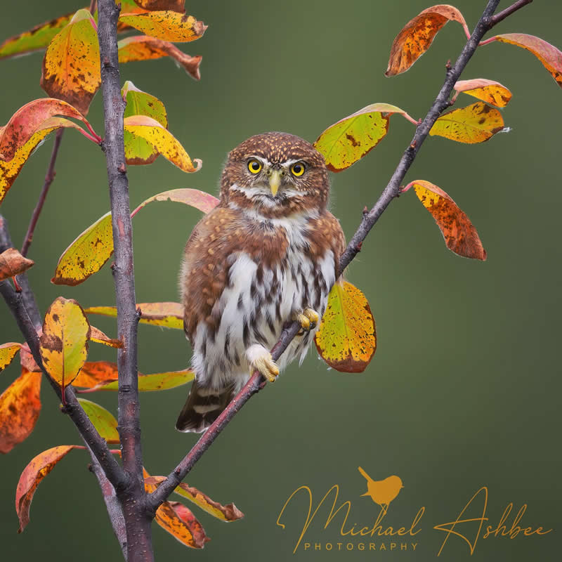 Bird Photography by Mike Ashbee