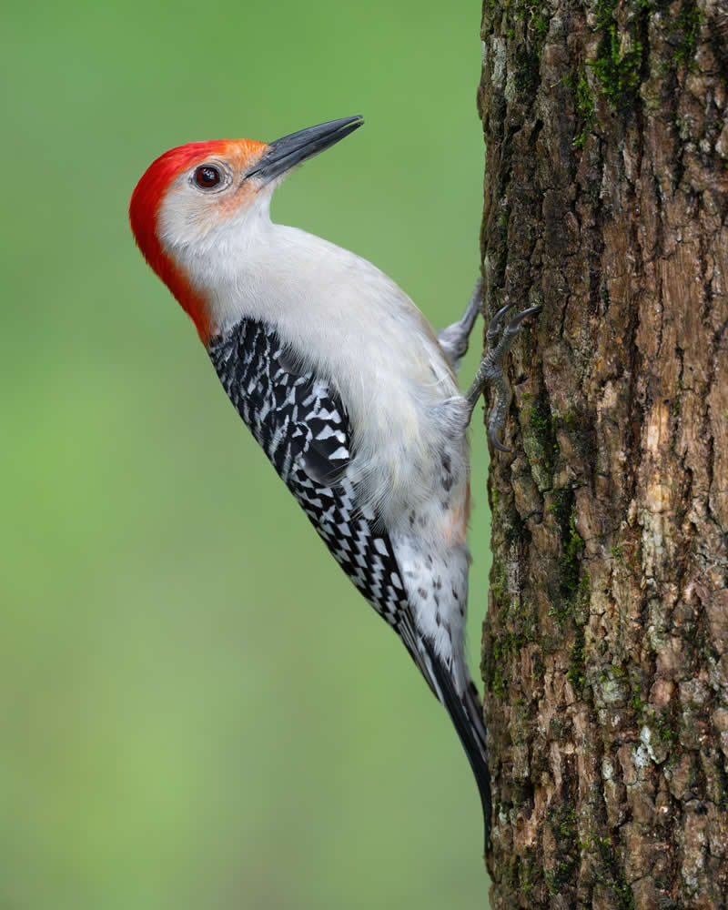 Bird Photography by Mike Ashbee