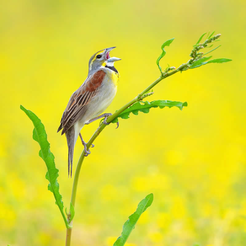 Bird Photography by Mike Ashbee