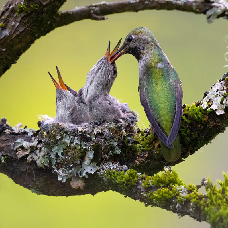 Bird Photography by Mike Ashbee