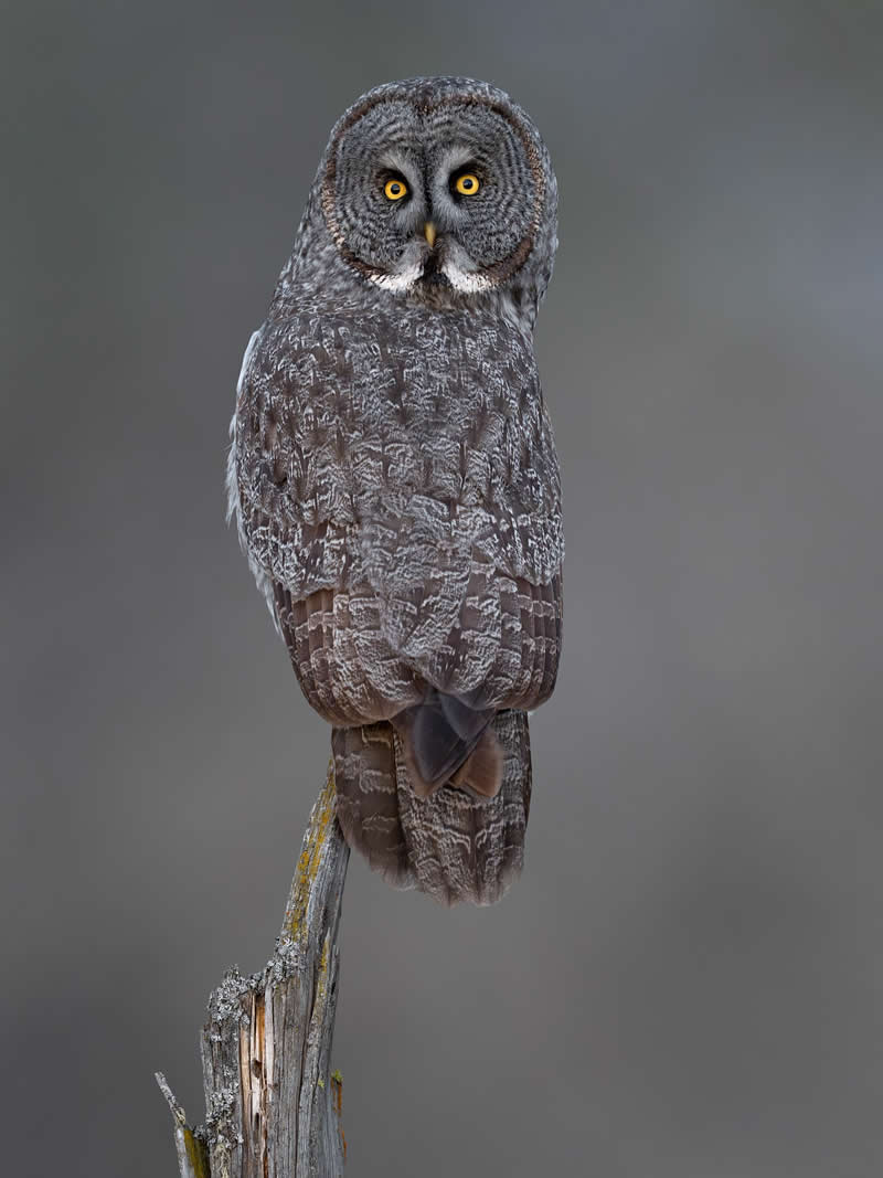 Bird Photography by Mike Ashbee