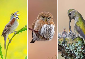 Bird Photography by Mike Ashbee