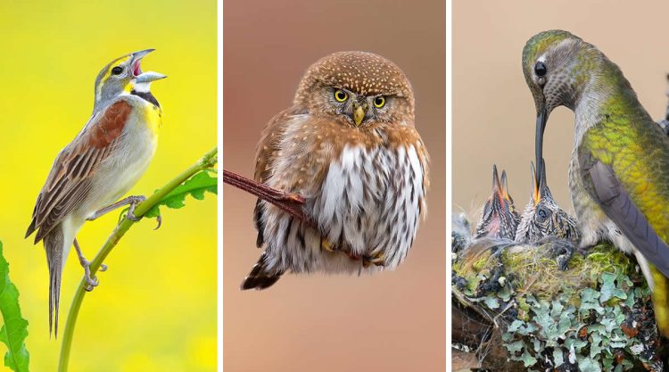 Bird Photography by Mike Ashbee