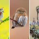 Bird Photography by Mike Ashbee