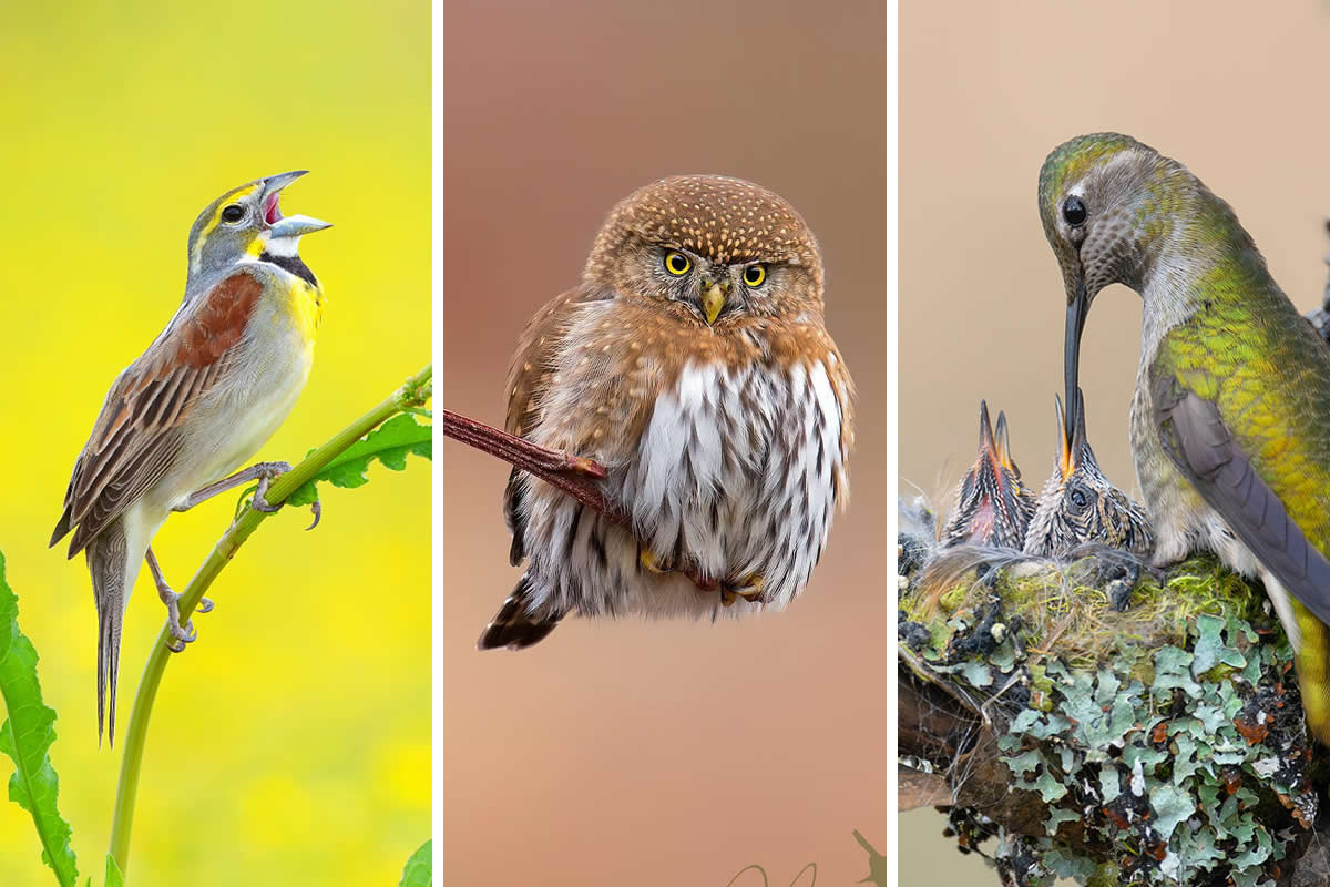 30 Mesmerizing Bird Photos by Mike Ashbee That Capture Nature’s Untamed Beauty