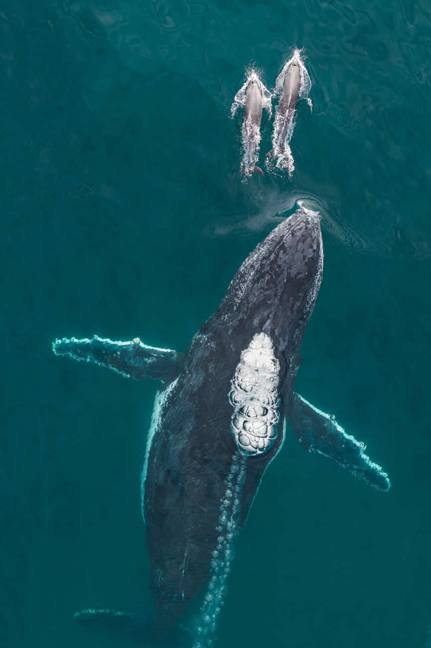 The Chase by Craig Parry - Drone Photo Awards 2025 Winners