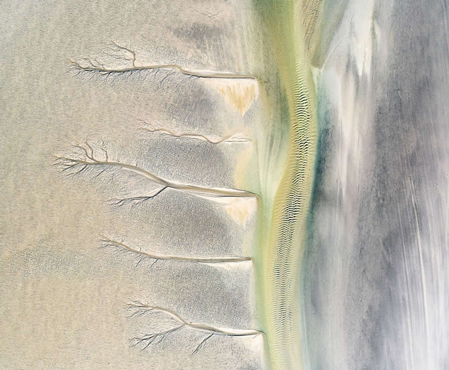Torso of a Tree by Tania Malkin - Drone Photo Awards 2025 Winners