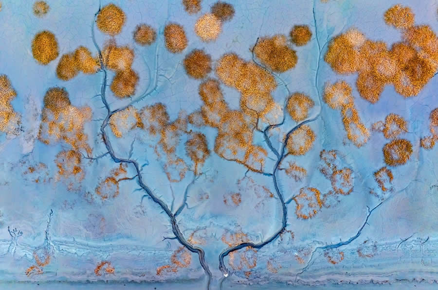 Tide Money Tree by Xu Zhang - Drone Photo Awards 2025 Winners