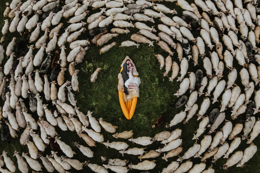The herd by Tim Demski - Drone Photo Awards 2025 Winners