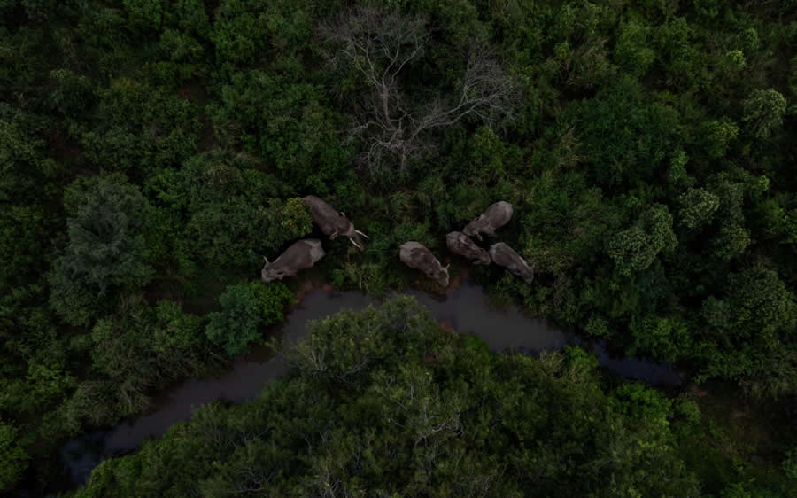 Lords of the Vanishing Wild by Lakshitha Karunarathna - Drone Photo Awards 2025 Winners
