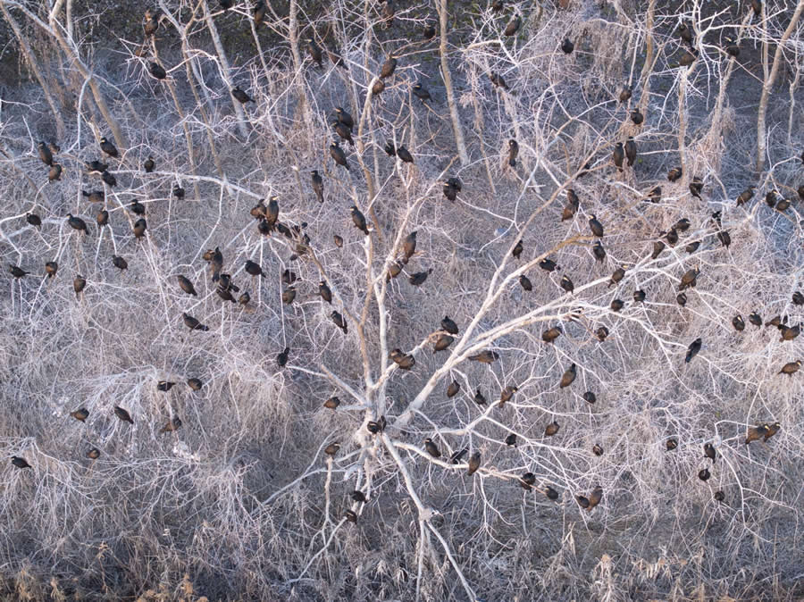 Birds perch in the woods by Xia Chen - Drone Photo Awards 2025 Winners