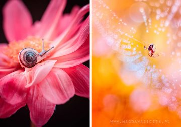Beautiful Macro Photos Of Flowers and Insects
