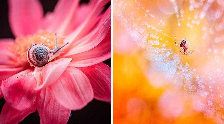 Beautiful Macro Photos Of Flowers and Insects