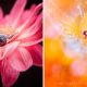 Beautiful Macro Photos Of Flowers and Insects