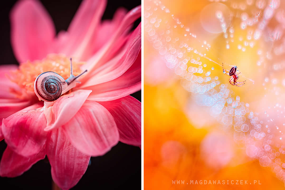 Beautiful Macro Photos Of Flowers and Insects