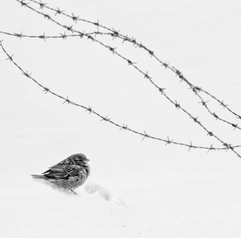 Minimalist Black-and-White Photography by Mostafa Nodeh