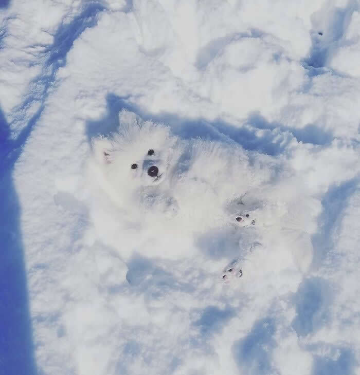 Funny Photos of Perfect Camouflage