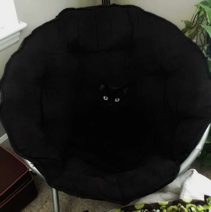 Funny Photos of Perfect Camouflage
